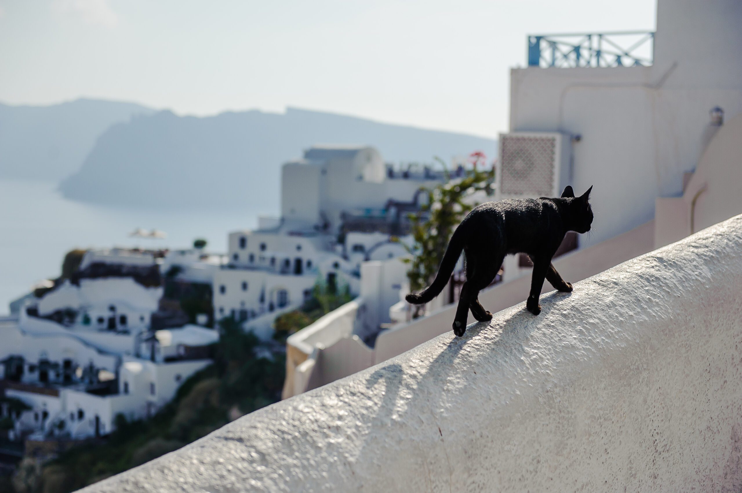 Black Cat in Oia Santorini